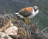 Red-backed Buzzard nest